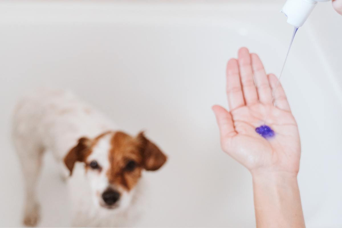 Does your Dog Use a Medicated Shampoo? The Fur Love