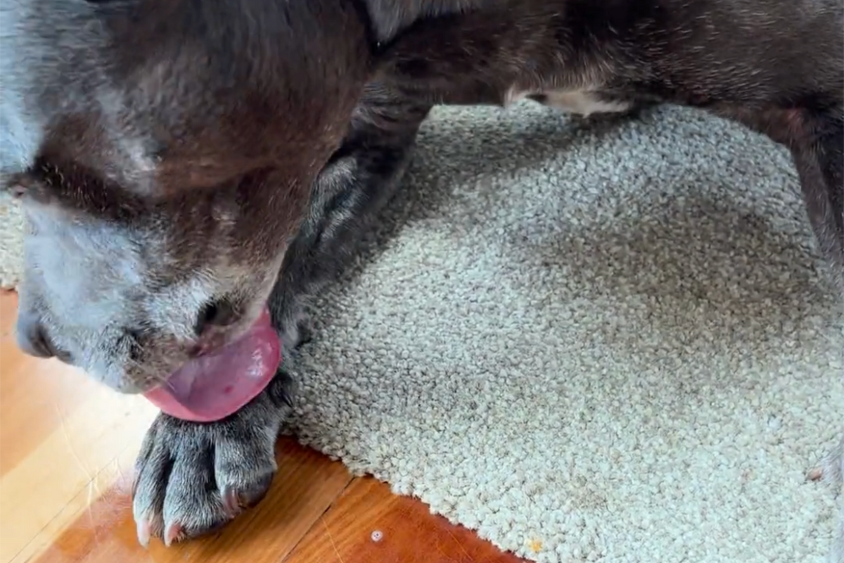 How to stop Dogs Licking off Balm The Fur Love