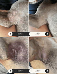 Paw Care Kit