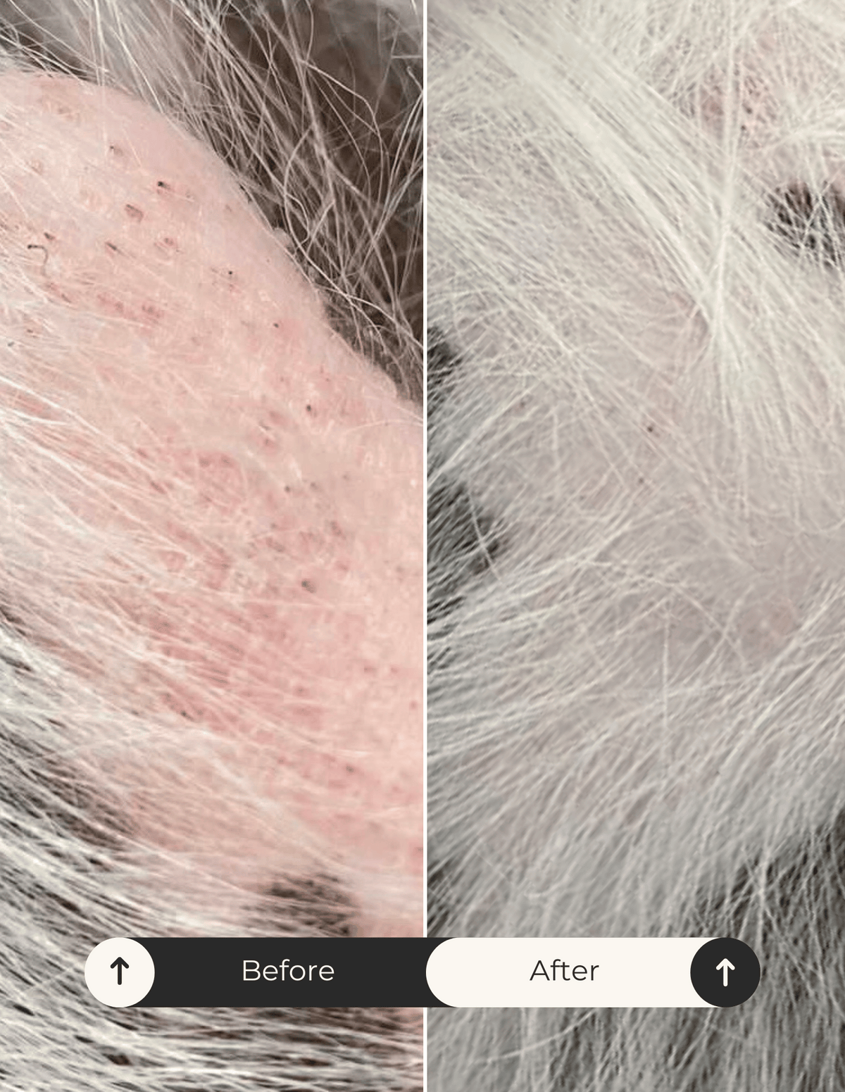dog-pimples