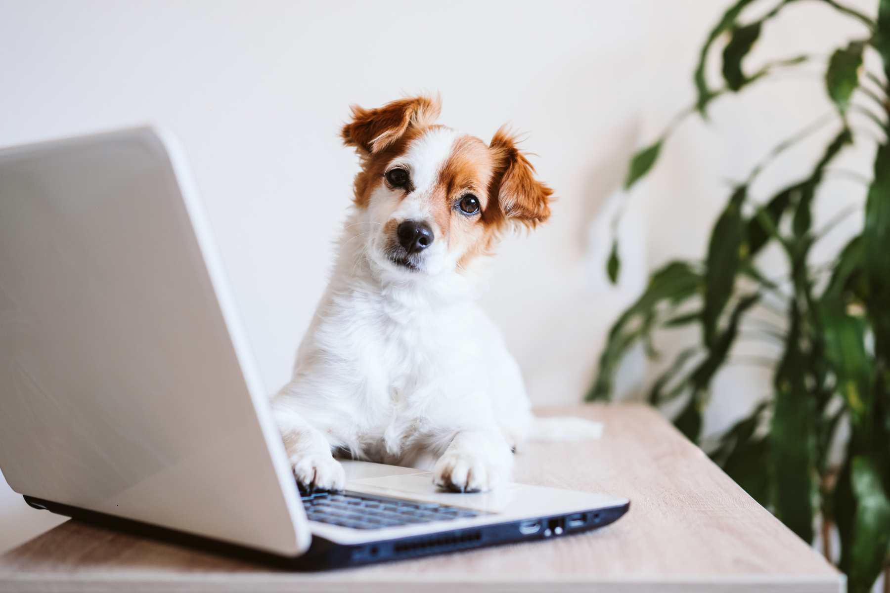 Why We Introduced Fur Love Subscriptions