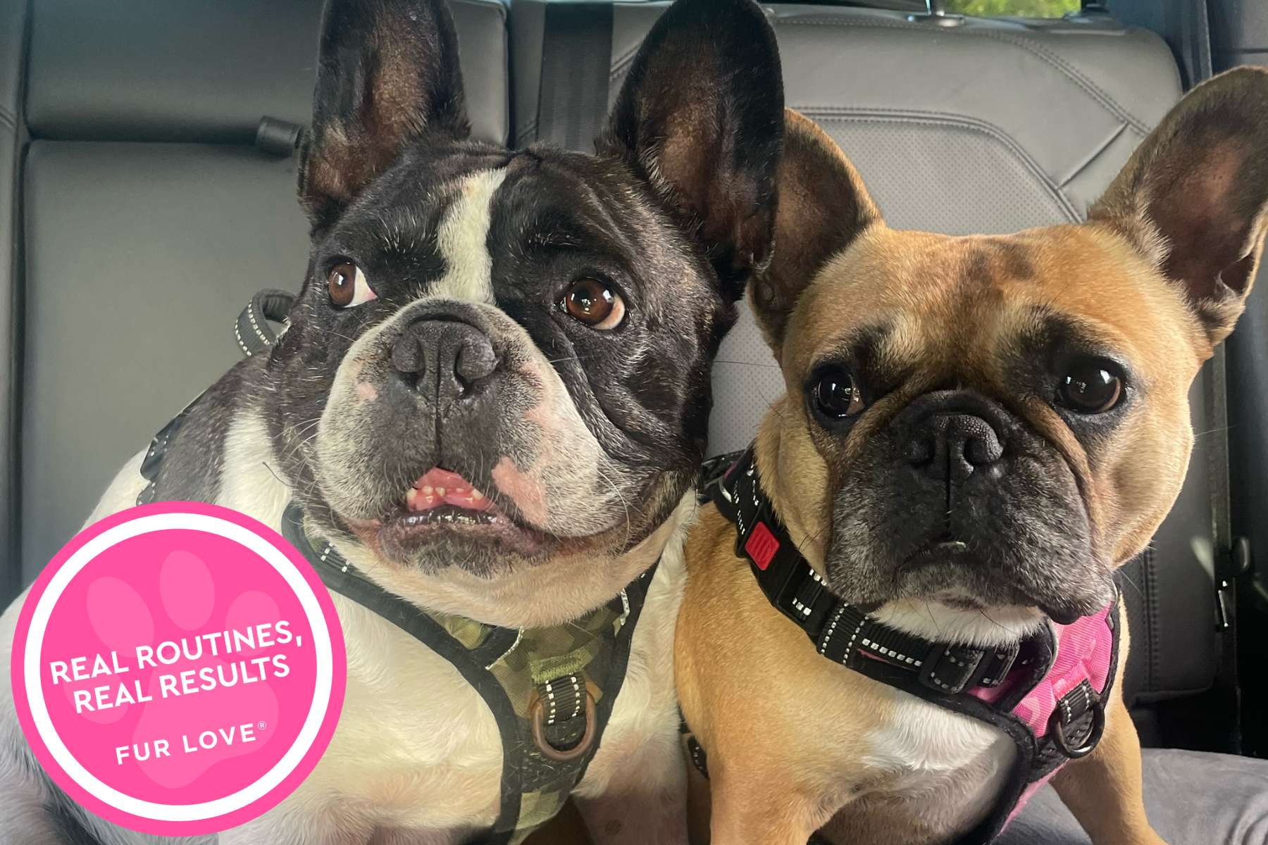 Real routines, real results - Rocky & Bella