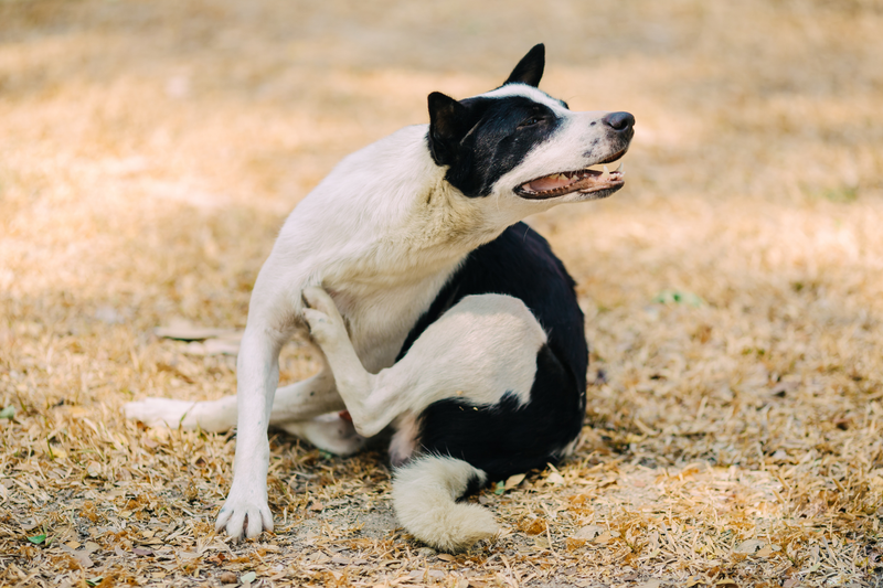 Dry, Itchy Skin in Dogs: Why Moisture Matters