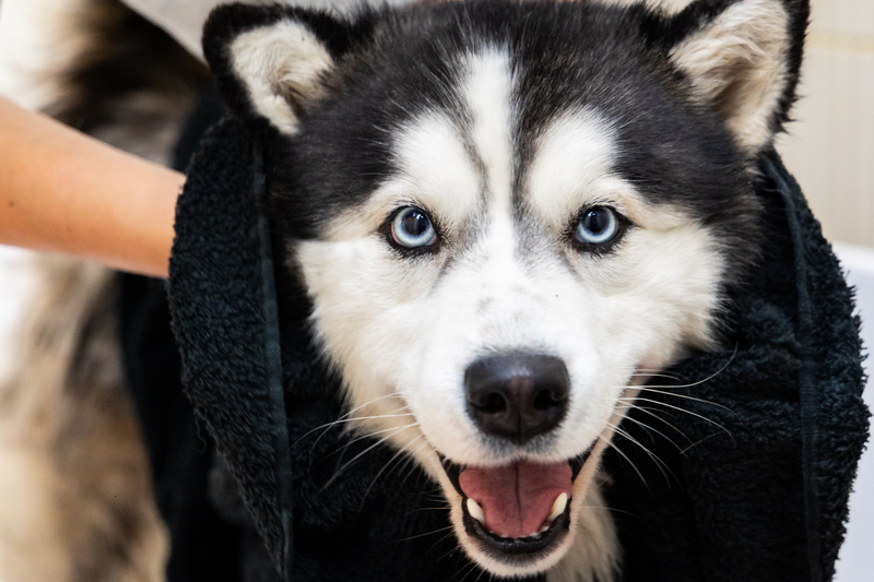 Should you use conditioner on your dog? (And why it matters)