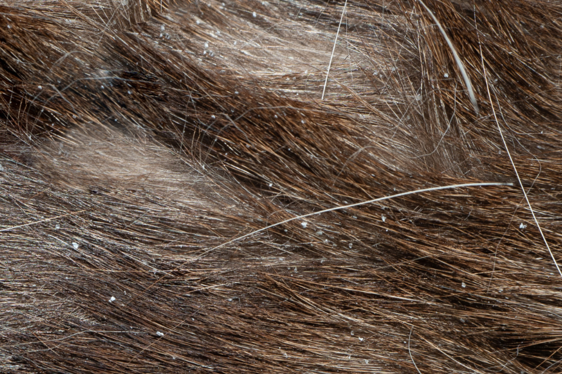 dog-dandruff