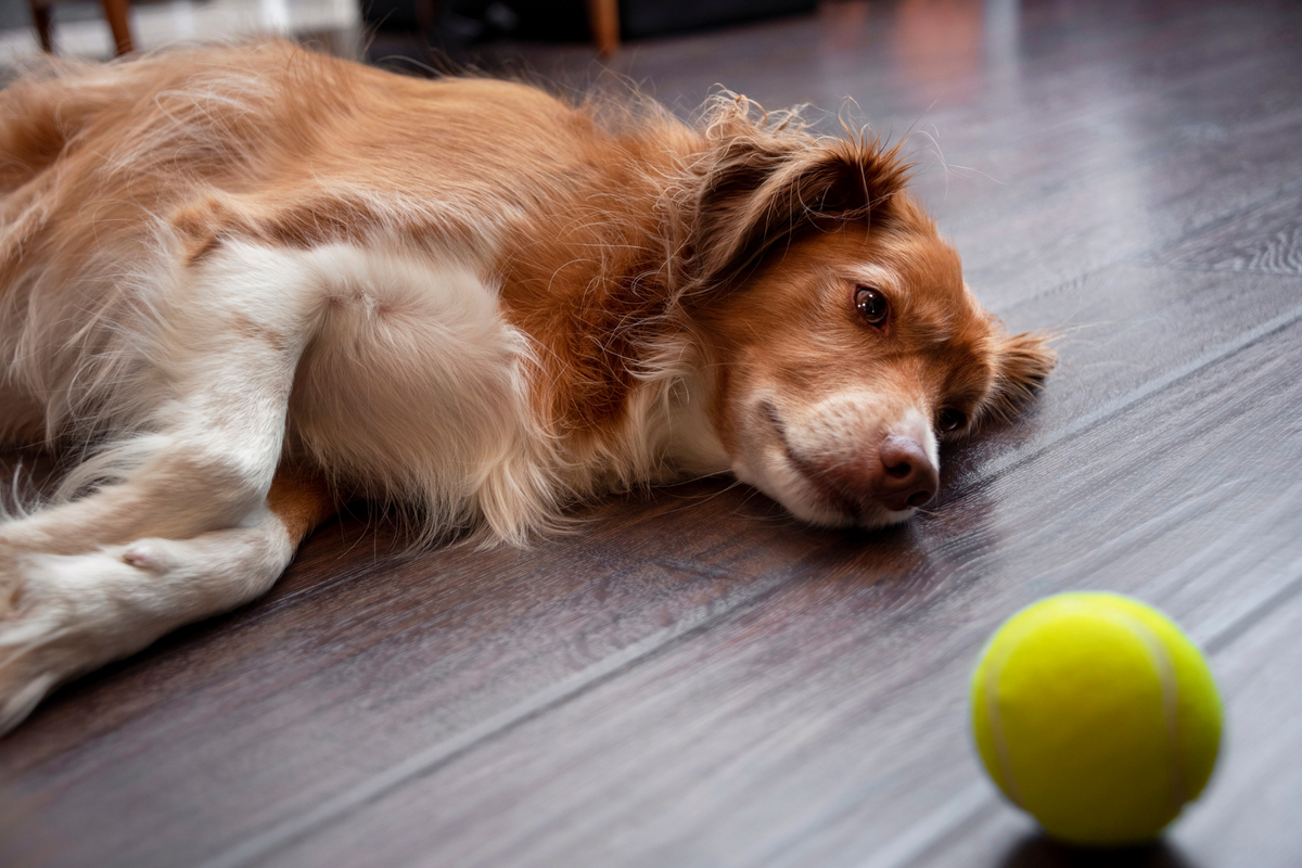 How Do You Know If Your Dog is in Pain? – The Fur Love