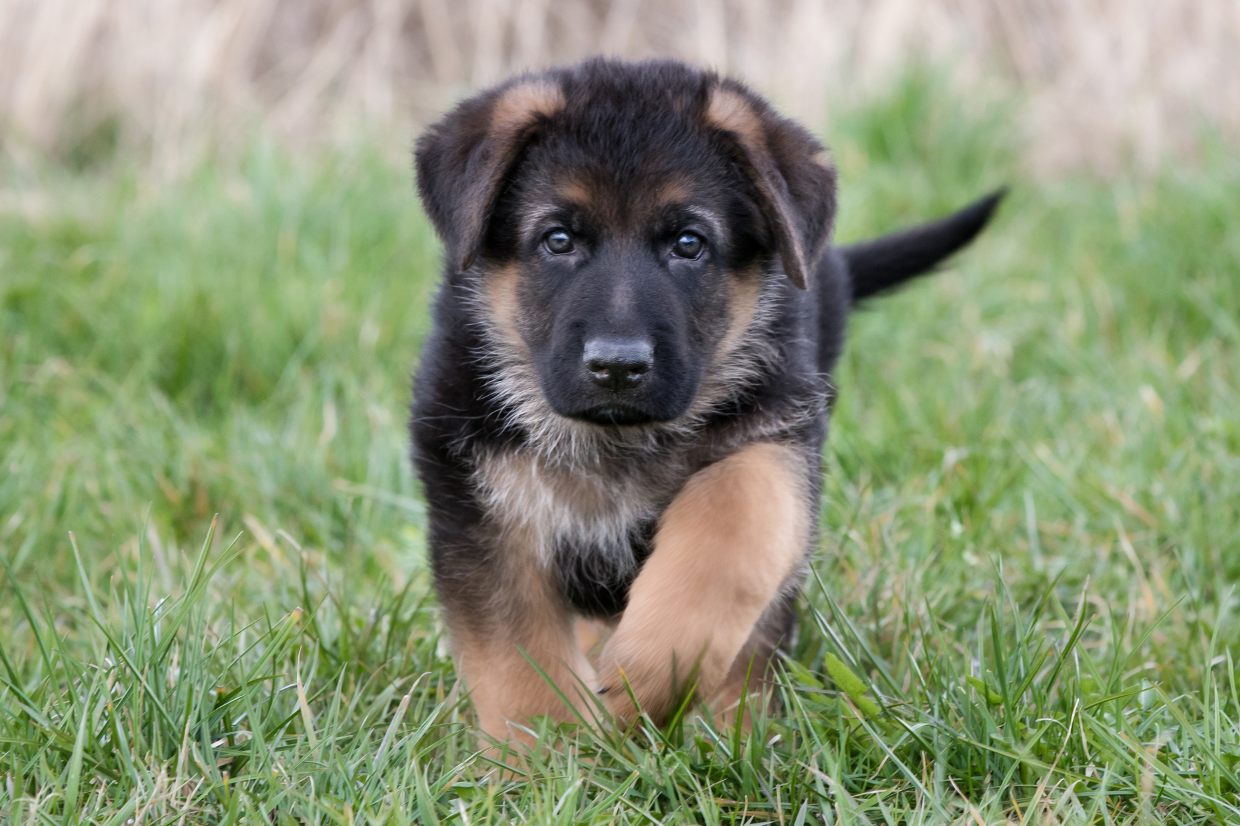 Puppy Care 101: Everything New Dog Parents Need to Know