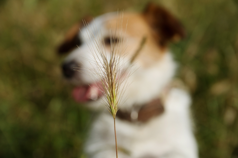 Why Autumn Is Prime Time for Grass Seed Injuries in Dogs
