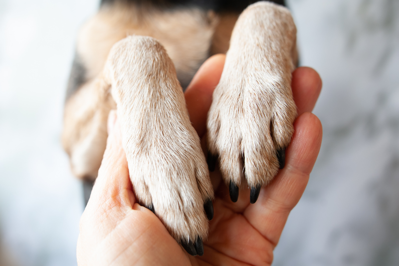What to Do When Your Dog Won't Let You Touch Their Paws