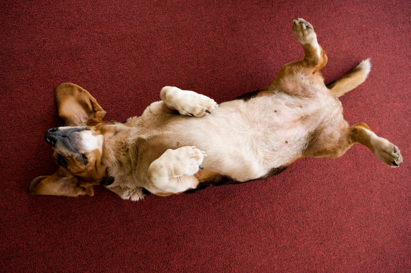 How to Read Your Dog's Coat - What Healthy Skin Looks Like