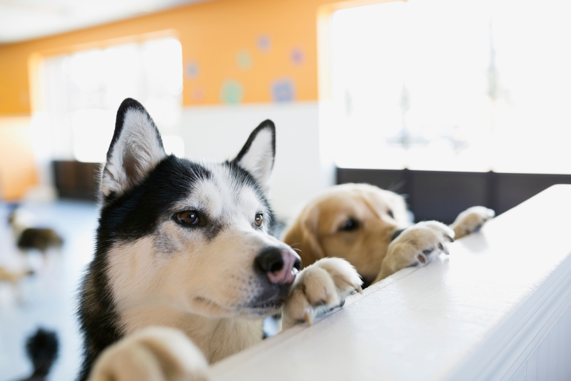 What to Do When Your Dog Comes Home From the Kennel