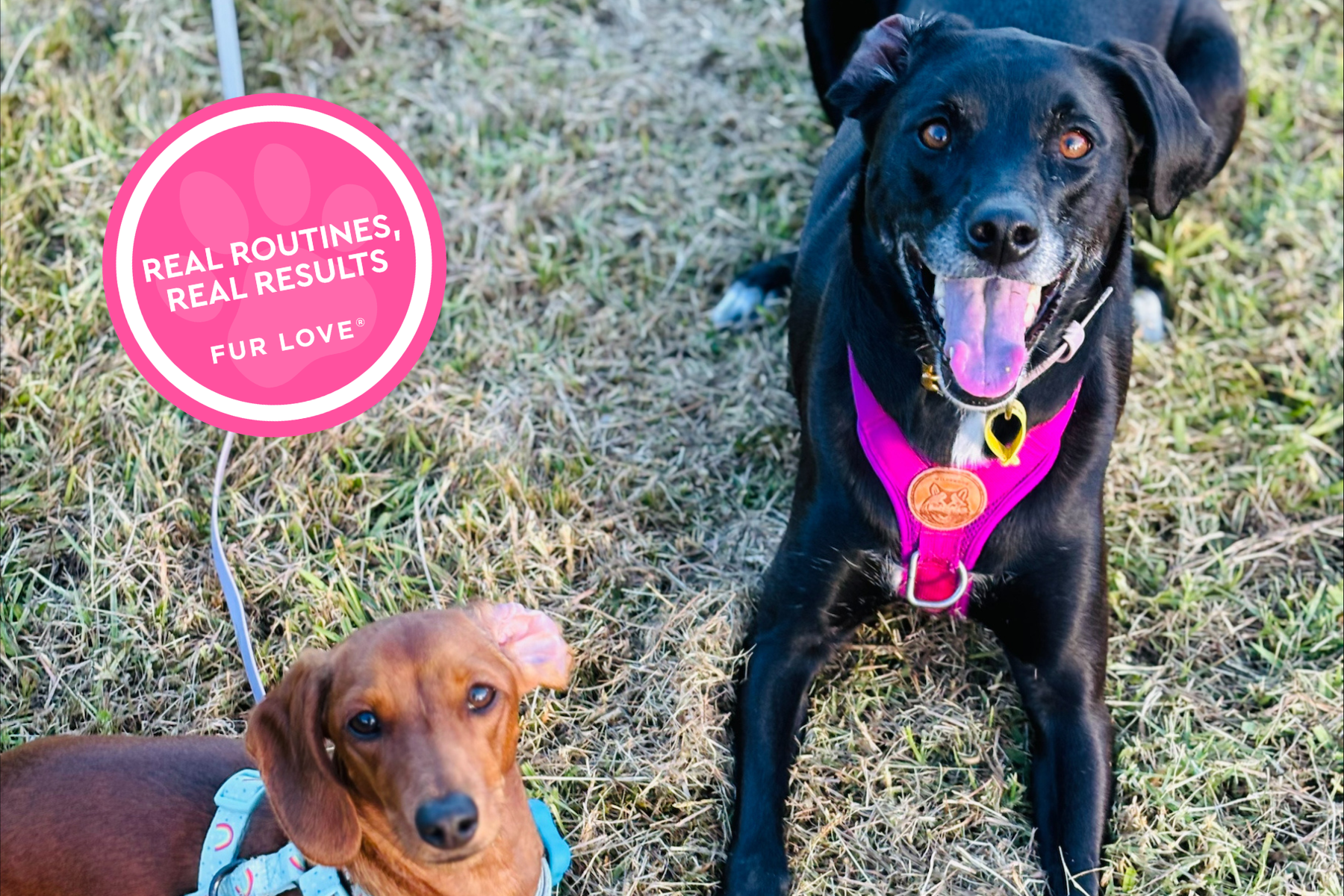 Real routines, real results - Nova & Remy