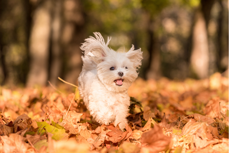 Why Your Dog's Skin Gets Drier as the Temperature Drops