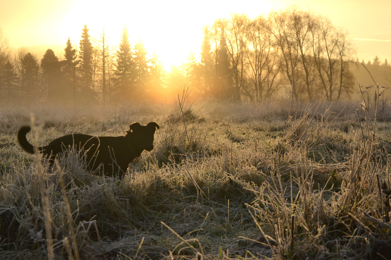 Dog Skin and Coat Care in Winter: What Actually Matters