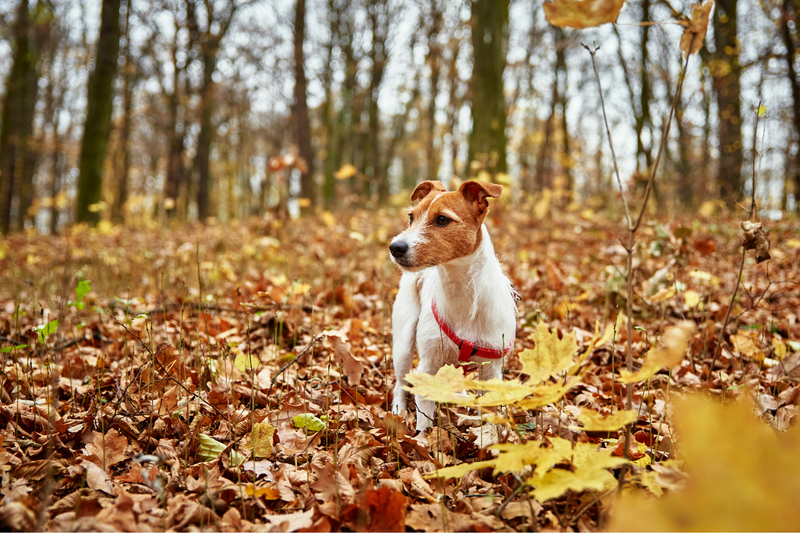 Autumn Allergies in Dogs: Why the Scratching Doesn't Always Stop When Summer Does