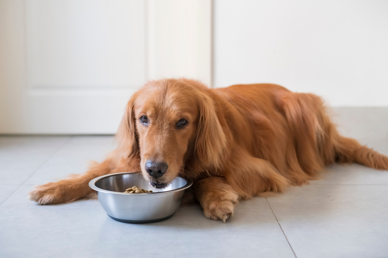 Does My Dog Have a Food Allergy? Here's How to Tell