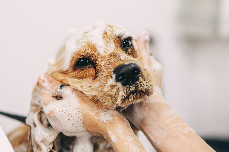 Does Your Dog Use a Medicated Shampoo? Here's How Fur Love Fits In