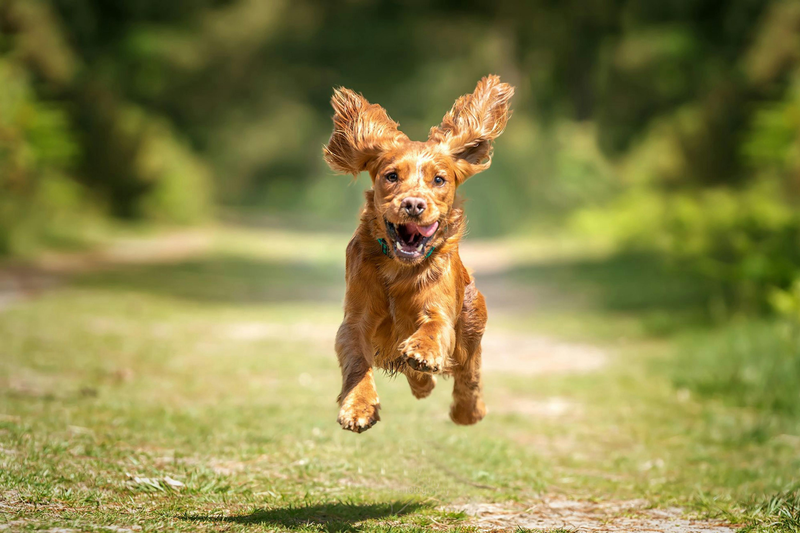What Is the Skin Barrier, and Why Does It Matter for Your Dog?