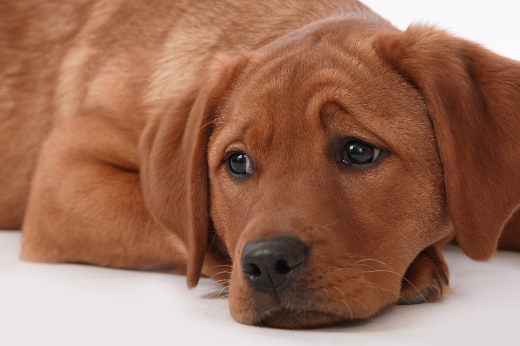 Why Some Dogs Are Born With Sensitive Skin and What That Means for Care