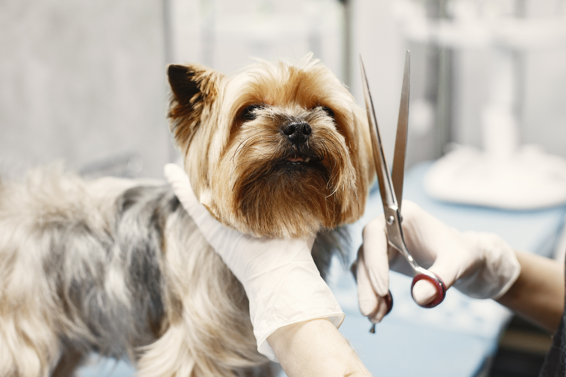 What to Do When Your Dog Hates the Groomer