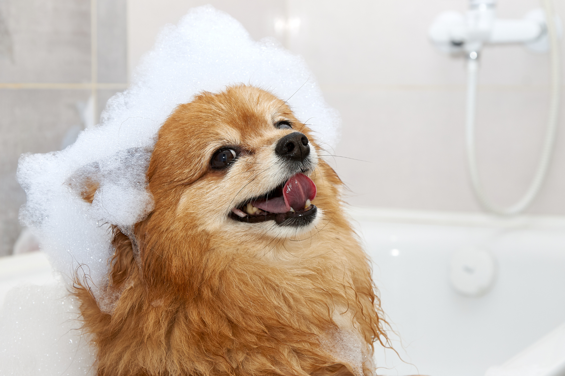 How to Build a Bath Time Routine Your Dog Actually Enjoys