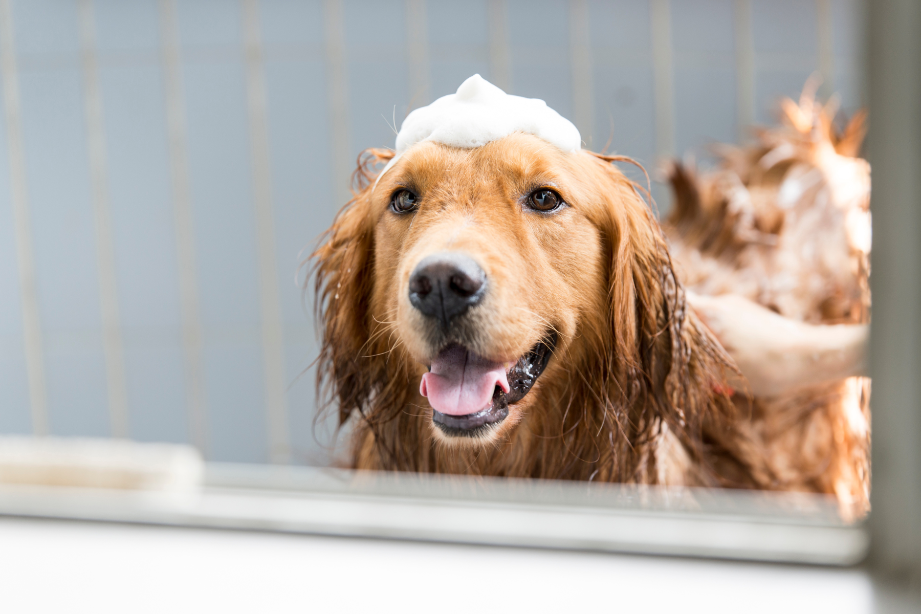 Signs Your Dog's Skin Needs More Than Just a Bath
