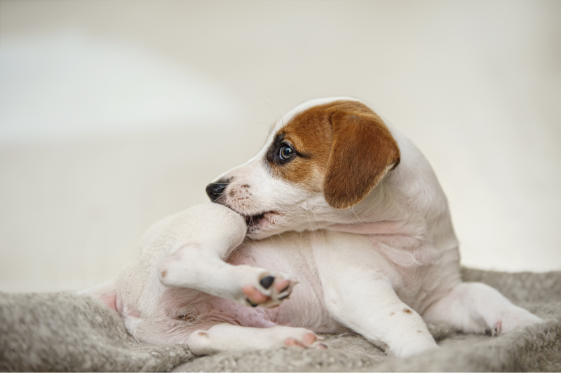 How to Get Rid of Fleas on Dogs & Keep Them Gone