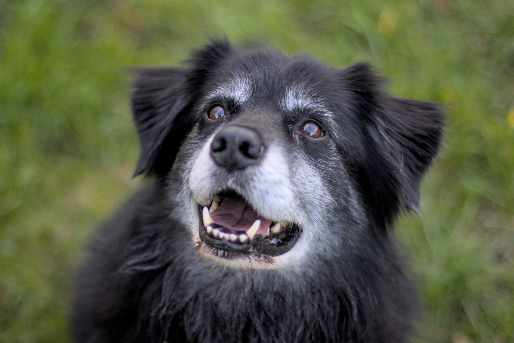 Why Your Dog's Coat Changes as They Get Older