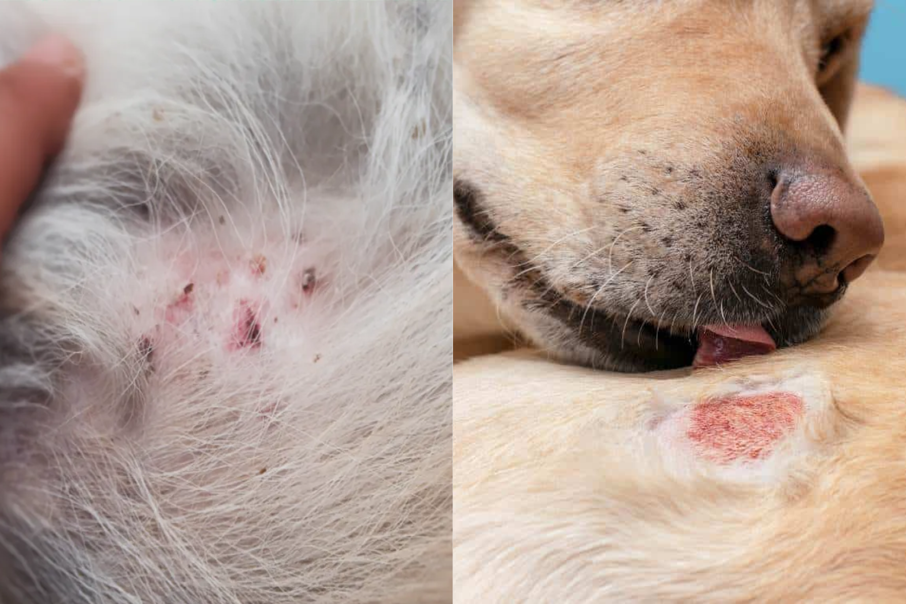 Dog Rash vs Hot Spot: What's the Difference and What Helps