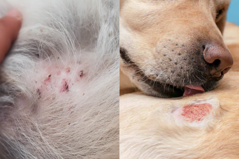 Dog Rash vs Hot Spot: What's the Difference and What Helps