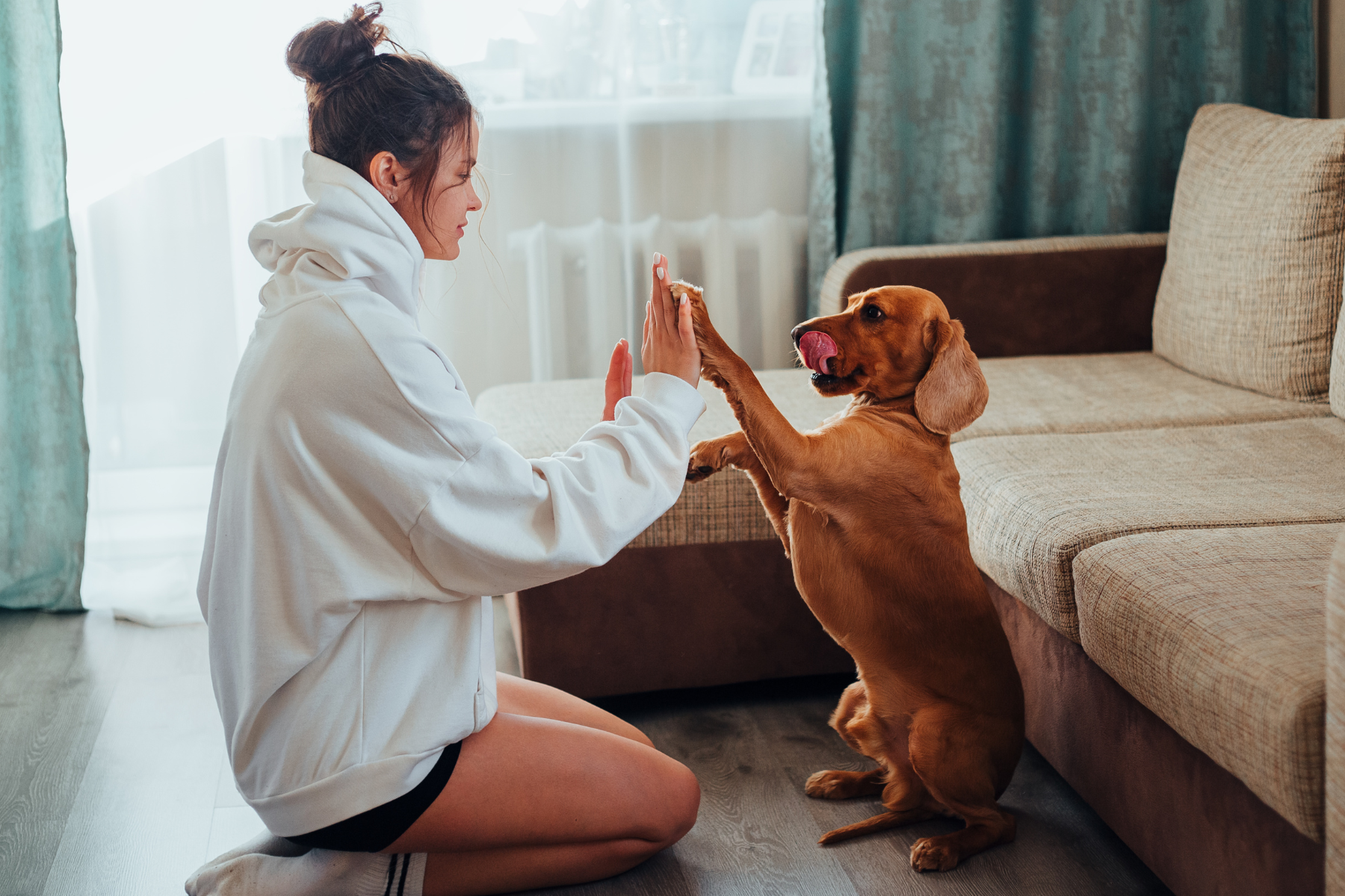 dog-mental-health