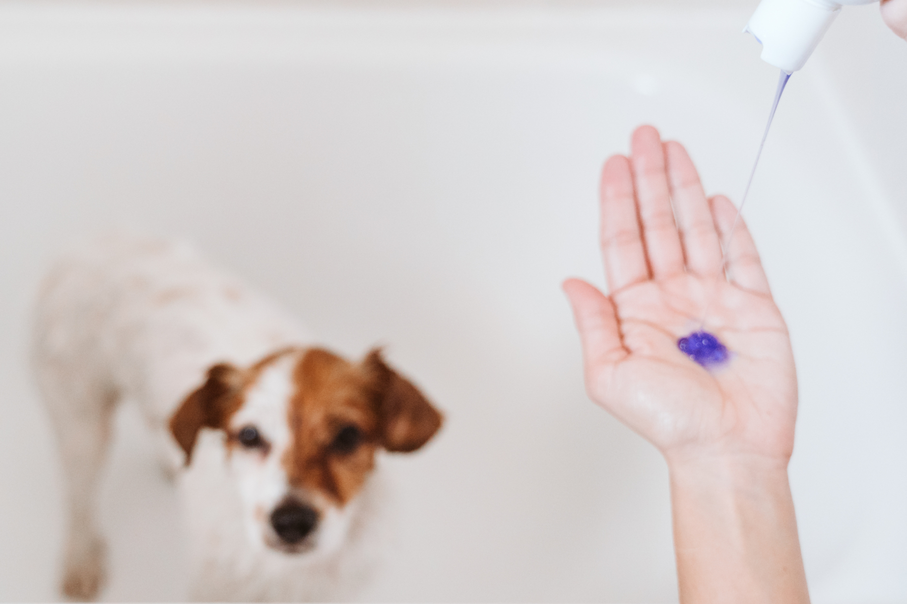 Does your Dog Use a Medicated Shampoo?