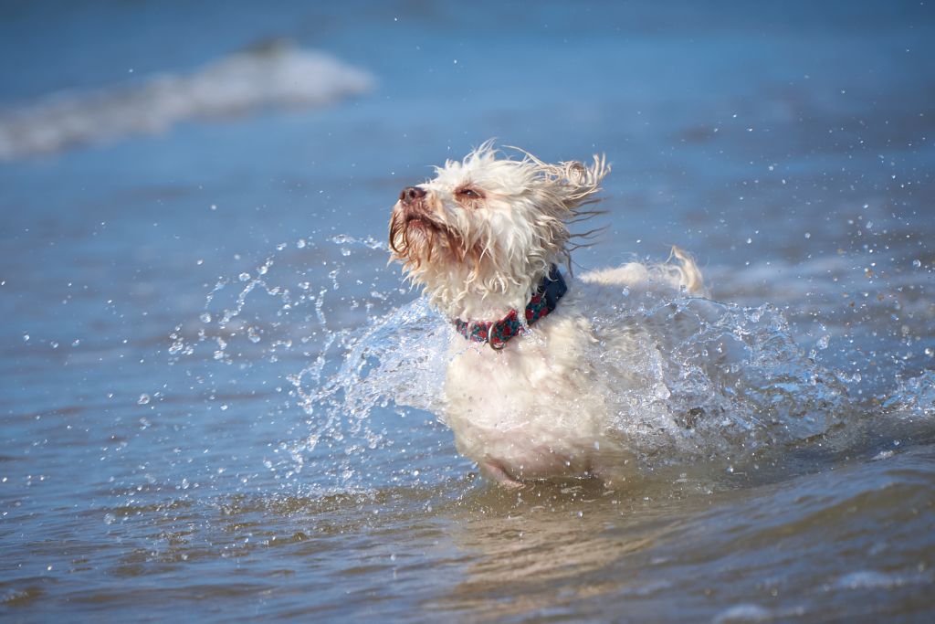 dog shampoo products nz