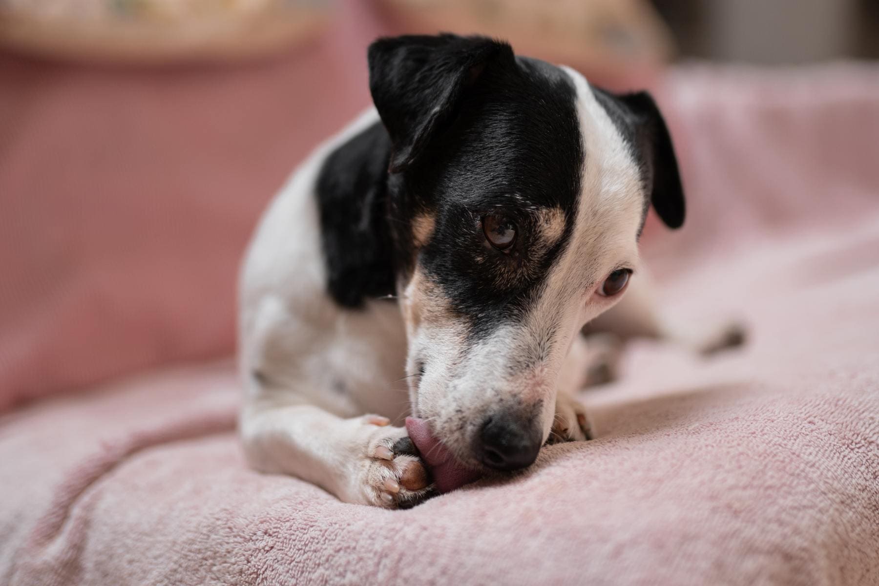 dog licking paws