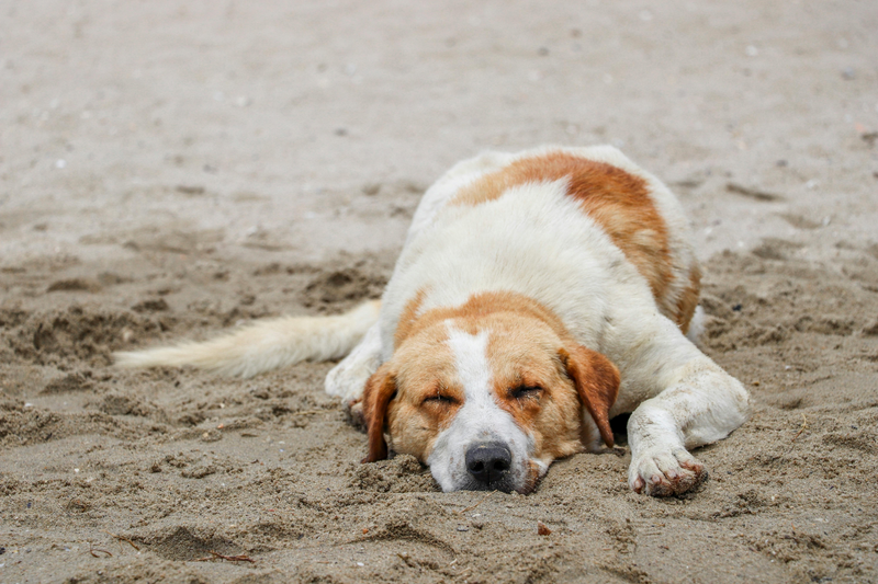 Dogs at the Beach: Summer Skincare Essentials