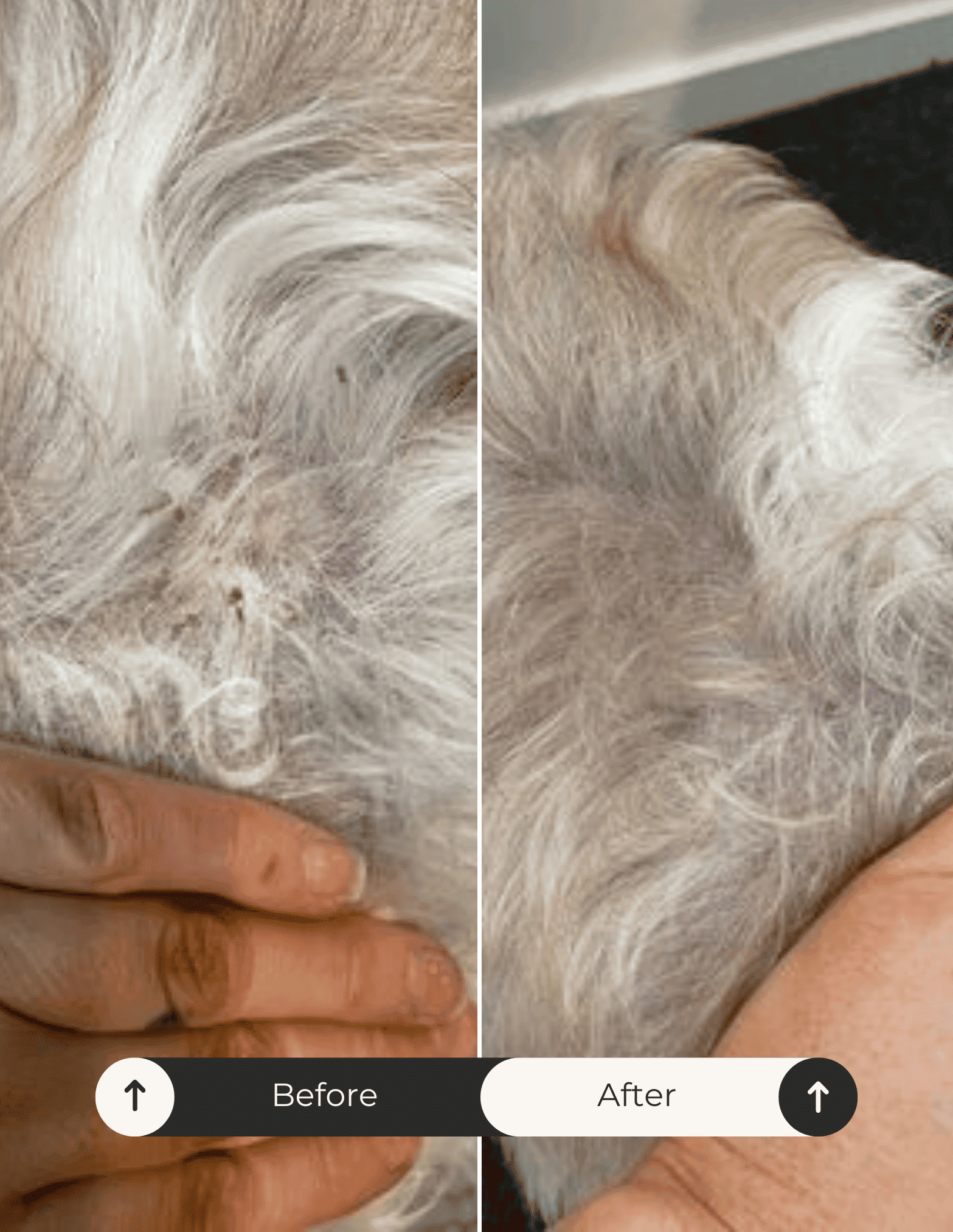 Can I use conditioner on my dog Natural dog conditioner care guide The Fur Love