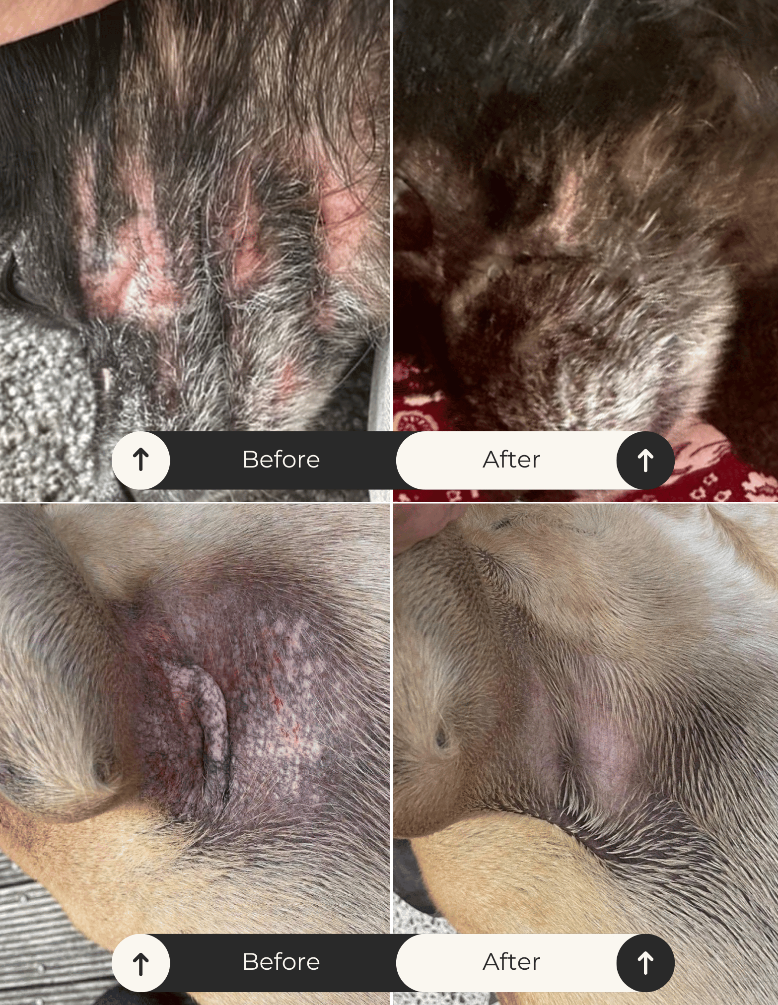 dog-atopic-dermatitis