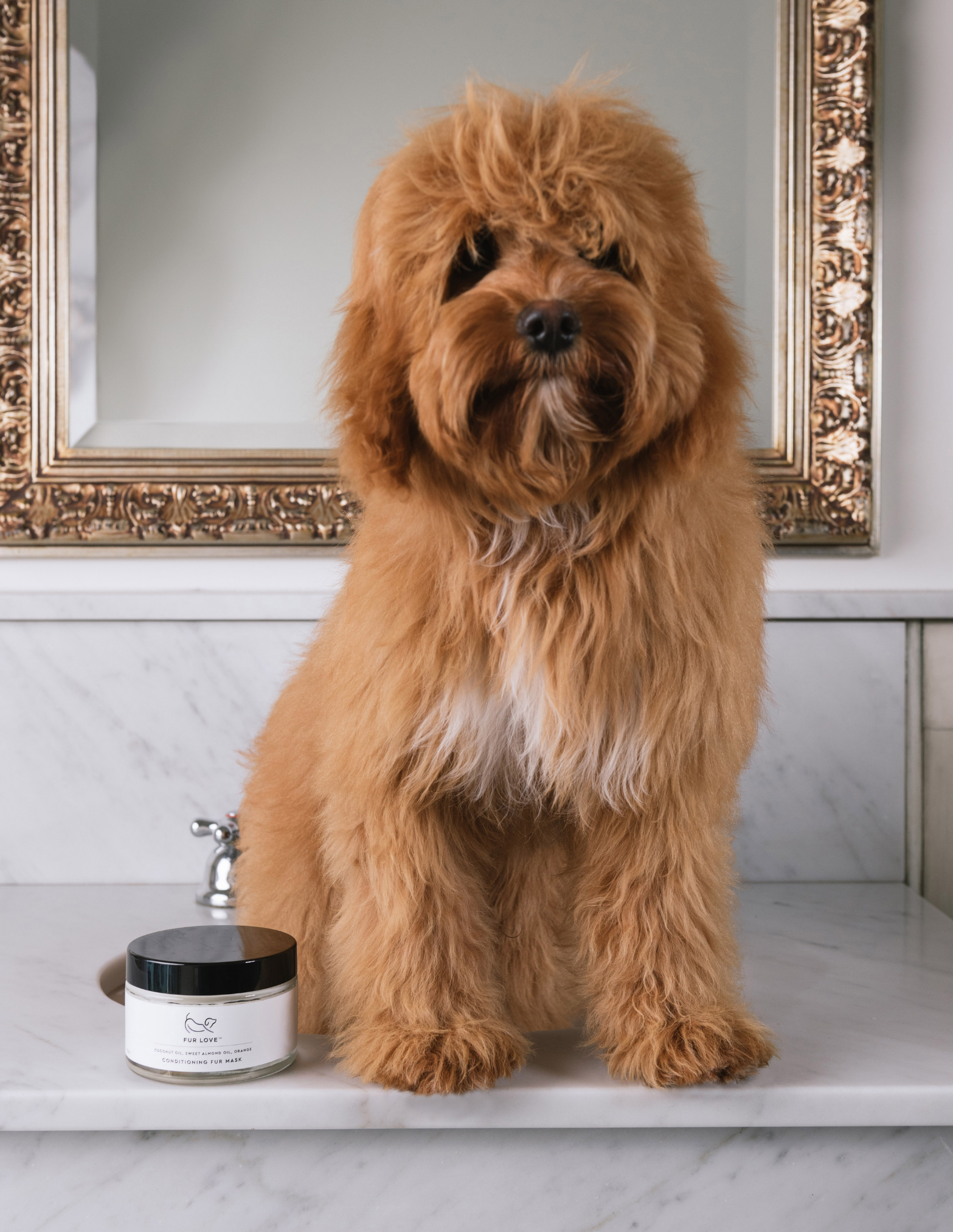 Can I Use Conditioner On My Dog | Natural Dog Conditioner Care Guide – The  Fur Love